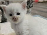 5 chatons Maine Coons LOOF à réserver