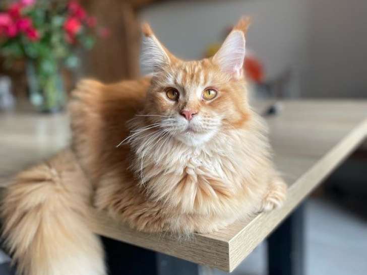 Chatonne Maine Coon LOOF red ticked tabby de janvier 2025 à vendre