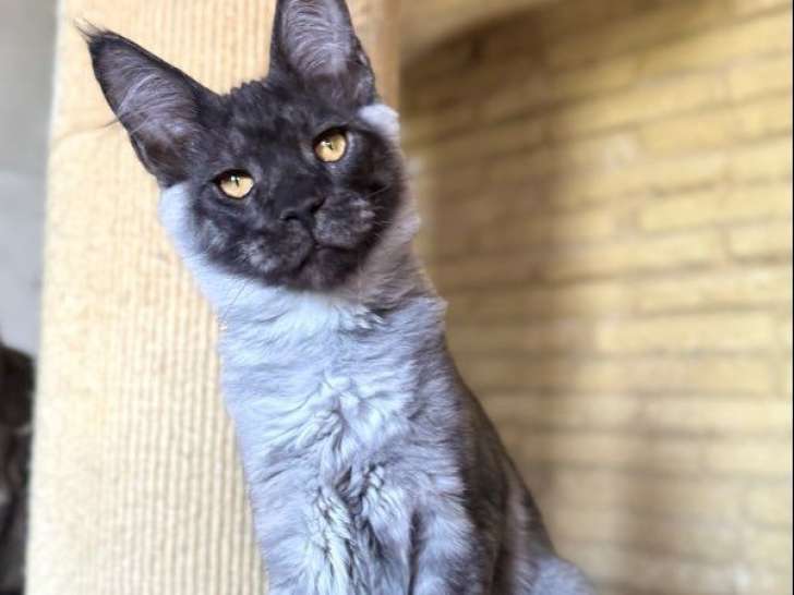 8 chatons Maine Coons LOOF à vendre nés en mai 2025