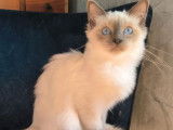 4 chatons Sacrés de Birmanie LOOF à vendre