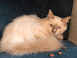 4 chatons Sacrés de Birmanie LOOF à vendre