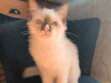 4 chatons Sacrés de Birmanie LOOF à vendre