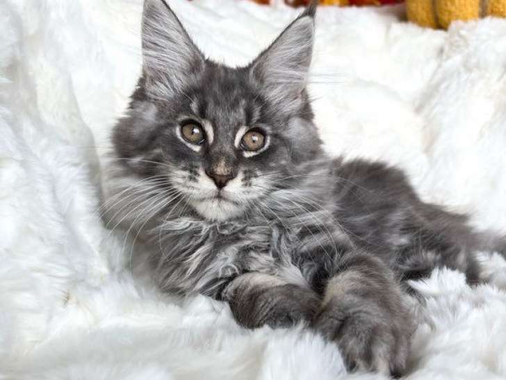 2 chatonnes Maine Coons LOOF à vendre