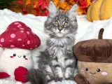 2 chatonnes Maine Coons LOOF &agrave; vendre