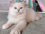 1 chaton femelle British Longhair LOOF de mars 2025 à vendre