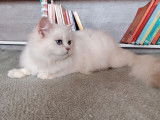 1 chaton femelle British Longhair LOOF de mars 2025 à vendre