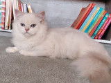 1 chaton femelle British Longhair LOOF de mars 2025 à vendre