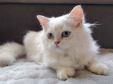 1 chaton femelle British Longhair LOOF de mars 2025 à vendre