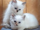4 chatons Sacrés de Birmanie LOOF à vendre
