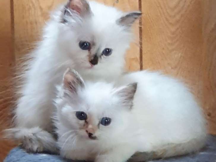 4 chatons Sacrés de Birmanie LOOF à vendre