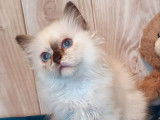 4 chatons Sacrés de Birmanie LOOF à vendre