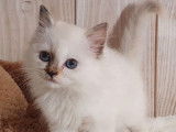 4 chatons Sacrés de Birmanie LOOF à vendre