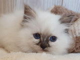 4 chatons Sacrés de Birmanie LOOF à vendre