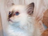 4 chatons Sacrés de Birmanie LOOF à vendre