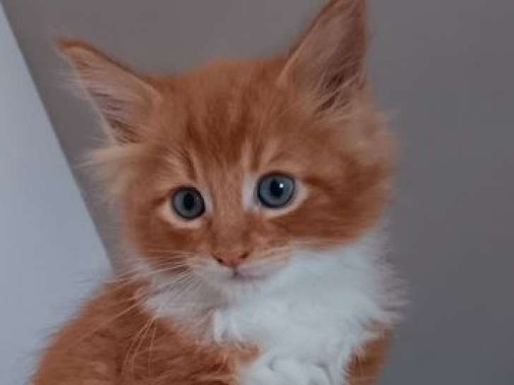 Chatons Maine Coons LOOF à réserver