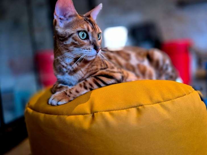Chatte Bengal LOOF de 2024 à vendre