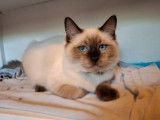 1 chaton Ragdoll LOOF mâle chocolat point de mai 2025 à vendre