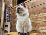 1 chaton Ragdoll LOOF mâle chocolat point de mai 2025 à vendre