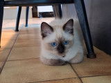 1 chaton Ragdoll LOOF mâle chocolat point de mai 2025 à vendre