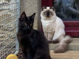 1 chaton Ragdoll LOOF mâle chocolat point de mai 2025 à vendre