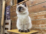1 chaton Ragdoll LOOF mâle chocolat point de mai 2025 à vendre