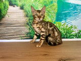 3 chatons Bengals LOOF à vendre, mâle et femelles brown de mars 2025