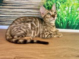 3 chatons Bengals LOOF à vendre, mâle et femelles brown de mars 2025