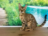 3 chatons Bengals LOOF à vendre, mâle et femelles brown de mars 2025