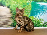 3 chatons Bengals LOOF à vendre, mâle et femelles brown de mars 2025