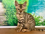 3 chatons Bengals LOOF à vendre, mâle et femelles brown de mars 2025