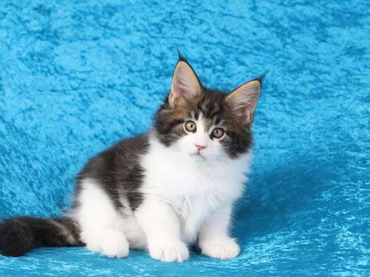 Chatons Maine Coons LOOF à réserver, nés en juillet 2025