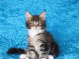 Chatons Maine Coons LOOF à réserver, nés en juillet 2025