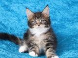 Chatons Maine Coons LOOF à réserver, nés en juillet 2025