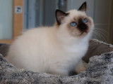 1 chaton Sacré de Birmanie LOOF mâle seal point de mai 2025 à vendre