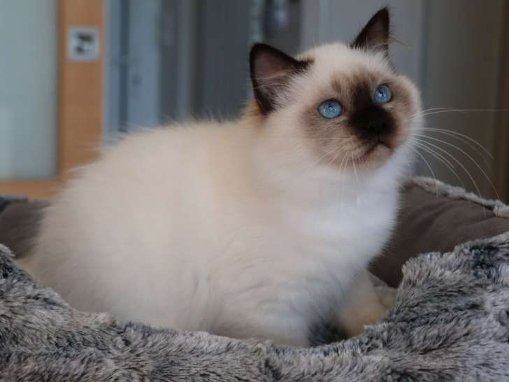 1 chaton Sacré de Birmanie LOOF mâle seal point de mai 2025 à vendre