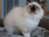 1 chaton Sacré de Birmanie LOOF mâle seal point de mai 2025 à vendre