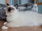 1 chaton Sacré de Birmanie LOOF mâle seal point de mai 2025 à vendre