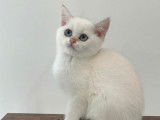 1 chatonne British Shorthair LOOF seal golden shaded point de juillet 2025 à vendre