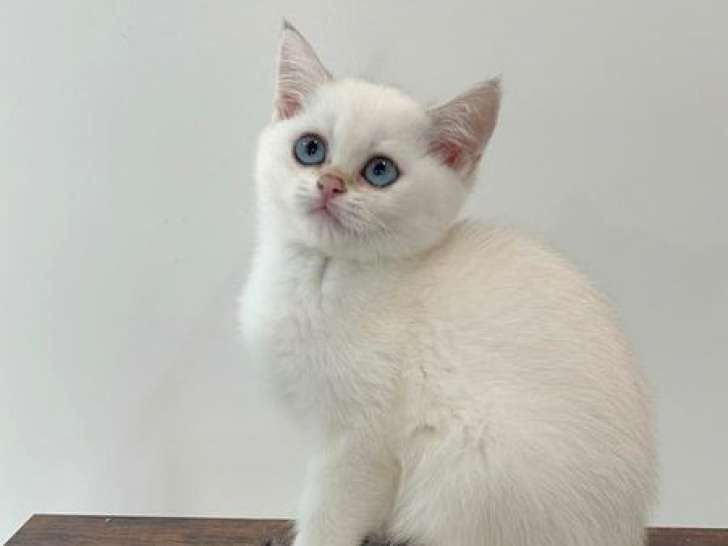 1 chatonne British Shorthair LOOF seal golden shaded point de juillet 2025 à vendre