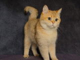 1 chatonne British Shorthair LOOF seal golden shaded point de juillet 2025 à vendre