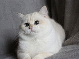 1 chatonne British Shorthair LOOF seal golden shaded point de juillet 2025 à vendre