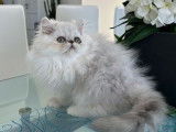 1 chaton mâle Persan silver shaded à vendre, LOOF ou NON-LOOF