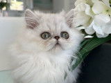 1 chaton mâle Persan silver shaded à vendre, LOOF ou NON-LOOF