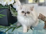 1 chaton mâle Persan silver shaded à vendre, LOOF ou NON-LOOF