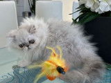 1 chaton mâle Persan silver shaded à vendre, LOOF ou NON-LOOF