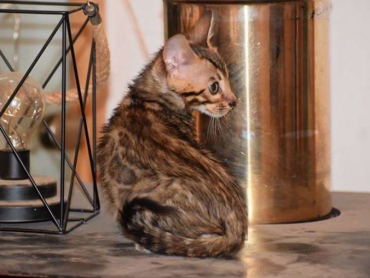 1 chaton Bengal Brown LOOF de juillet 2025 à vendre