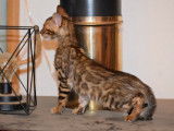 1 chaton Bengal Brown LOOF de juillet 2025 à vendre