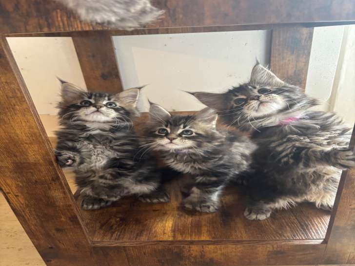 Chatons Maine Coon