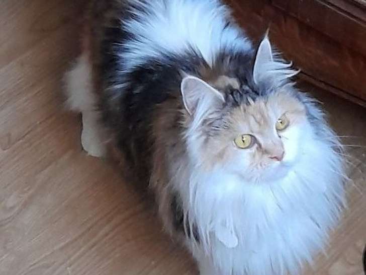 Chatte Maine Coon tricolore adulte de 7 ans mise en vente