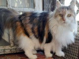 Chatte Maine Coon tricolore adulte de 7 ans mise en vente